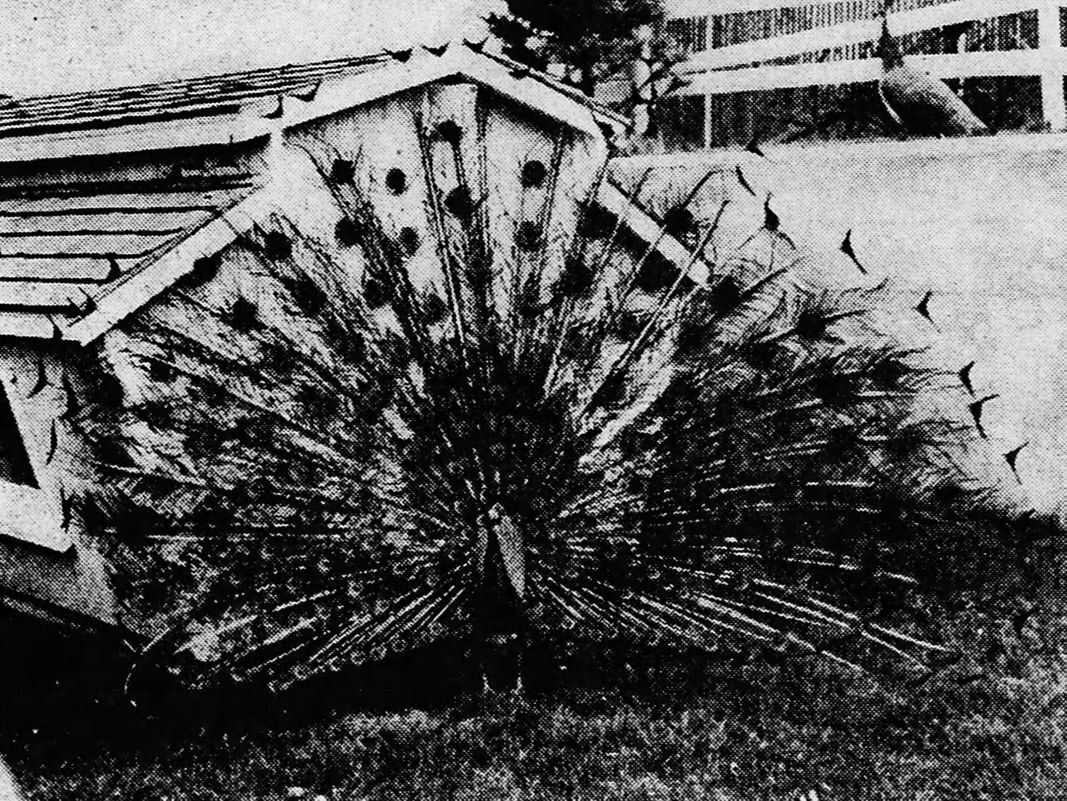 Peacock